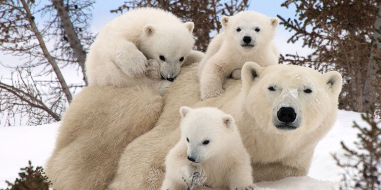 https://wildlifenatureblog.files.wordpress.com/2017/04/o-polar-bear-family-facebook.jpg?w=768